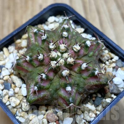 SH3765 Gymnocalycium mihanovichii ‘T-Lux’, seedling