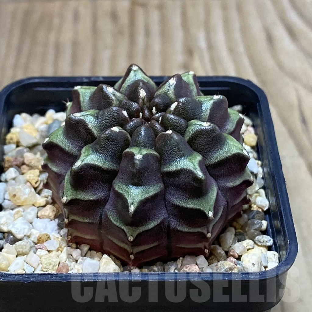 SH3767 Gymnocalycium mihanovichii ‘Nana’ x ‘Day Dream’, seedling - Image 2