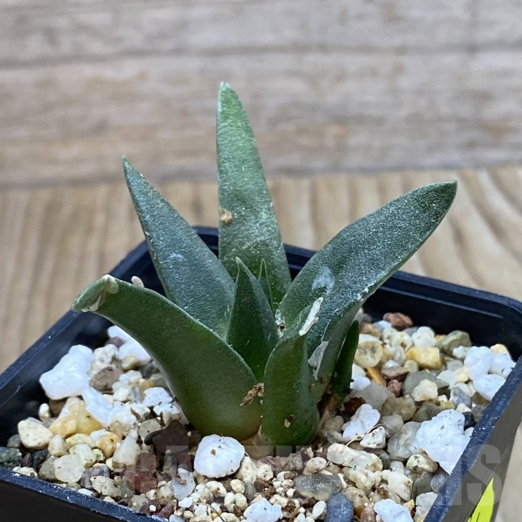 SH3734 Ariocarpus retusus, seedling - Image 2