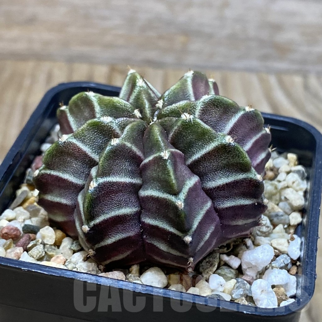 SH3770 Gymnocalycium mihanovichii ‘Nana’ x ‘Day Dream’, seedling - Image 2