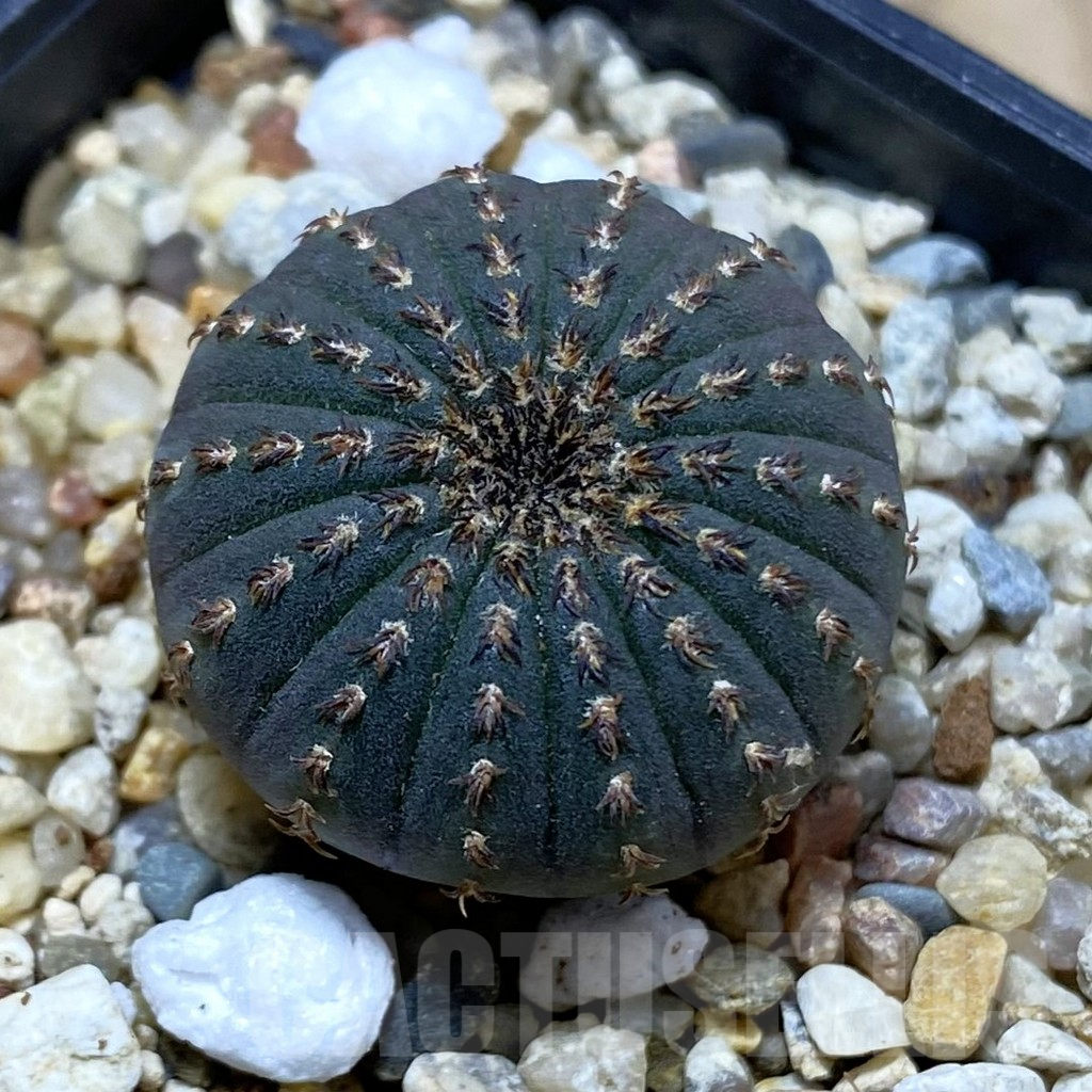 SH3735 Frailea asterioides