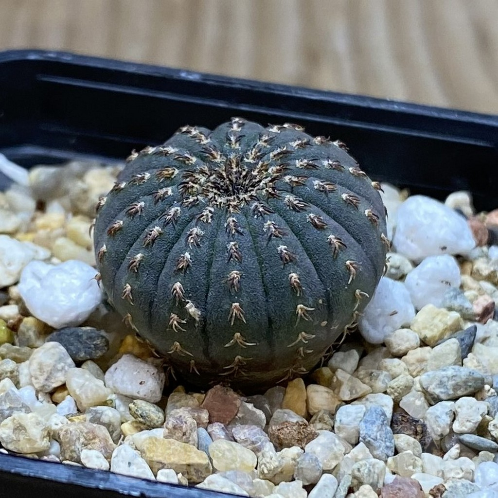 SH3735 Frailea asterioides - Image 2