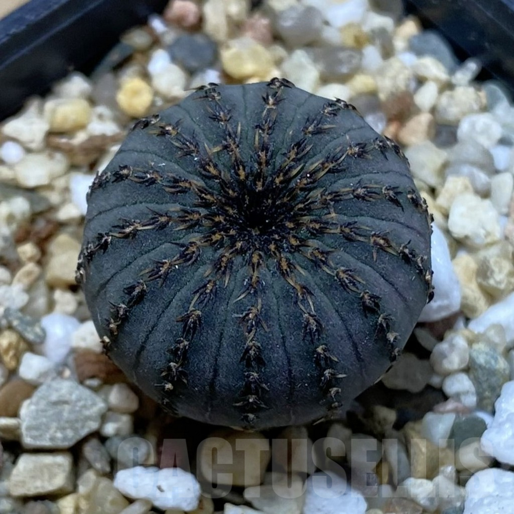 SH3736 Frailea asterioides
