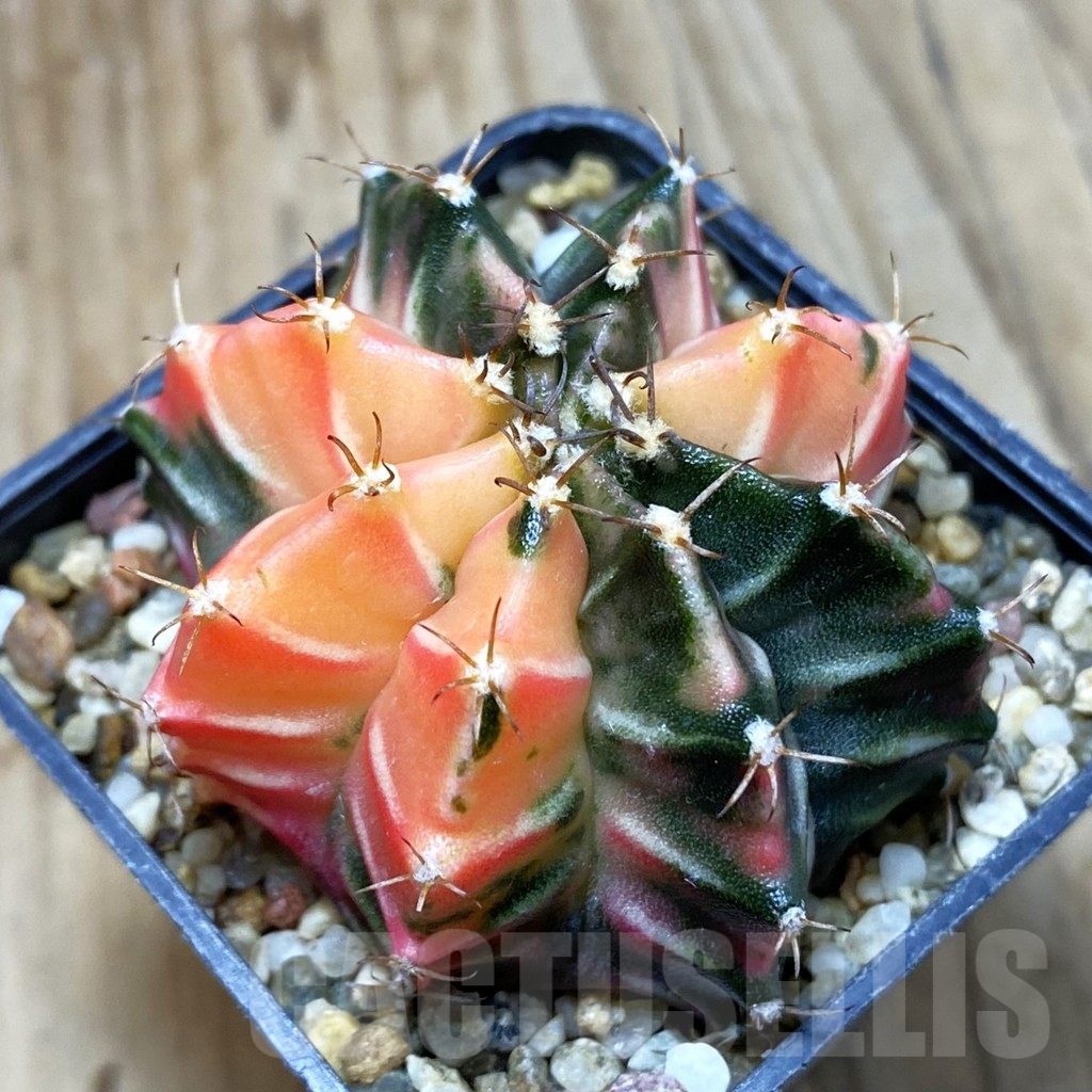 SH3790 Gymnocalycium mihanovichii f. variegata, seedling