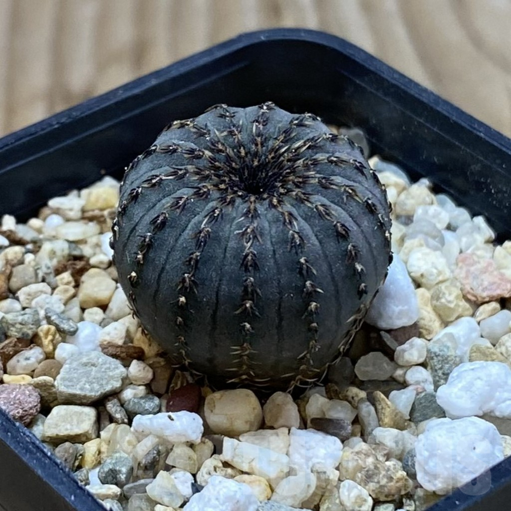 SH3736 Frailea asterioides - Image 2