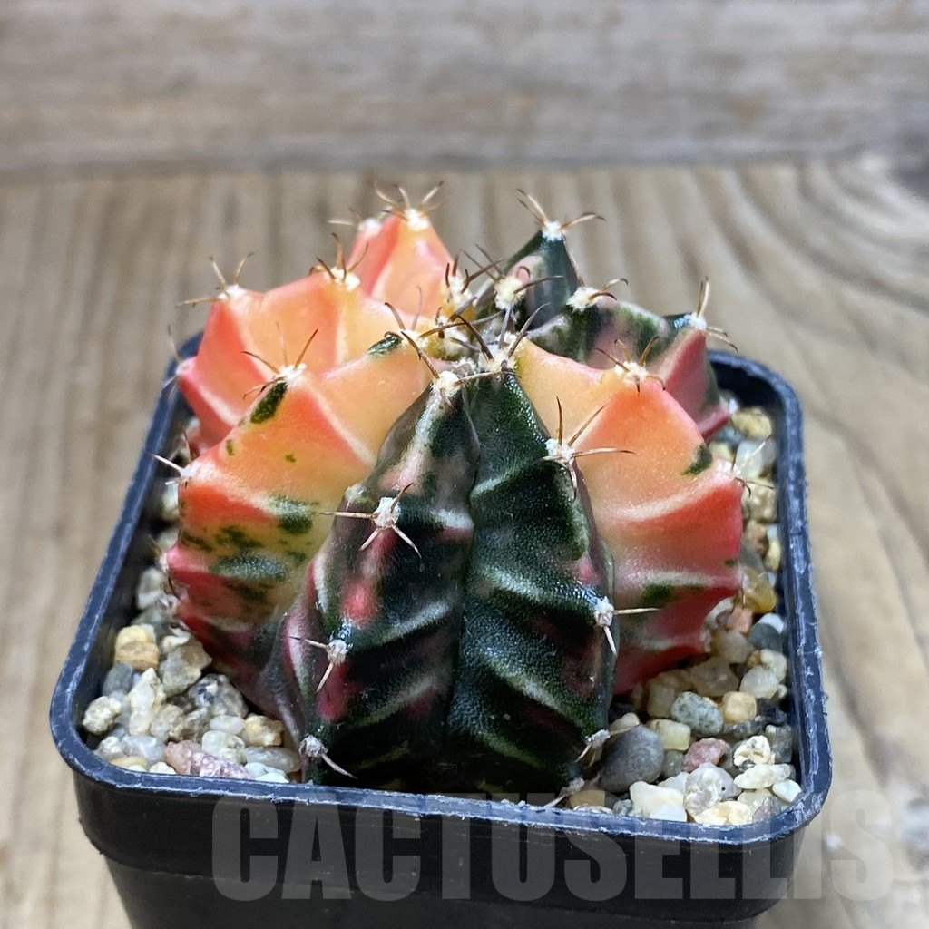 SH3790 Gymnocalycium mihanovichii f. variegata, seedling - Image 2