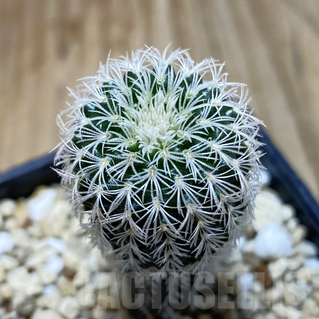 SH3737 Frailea densispina
