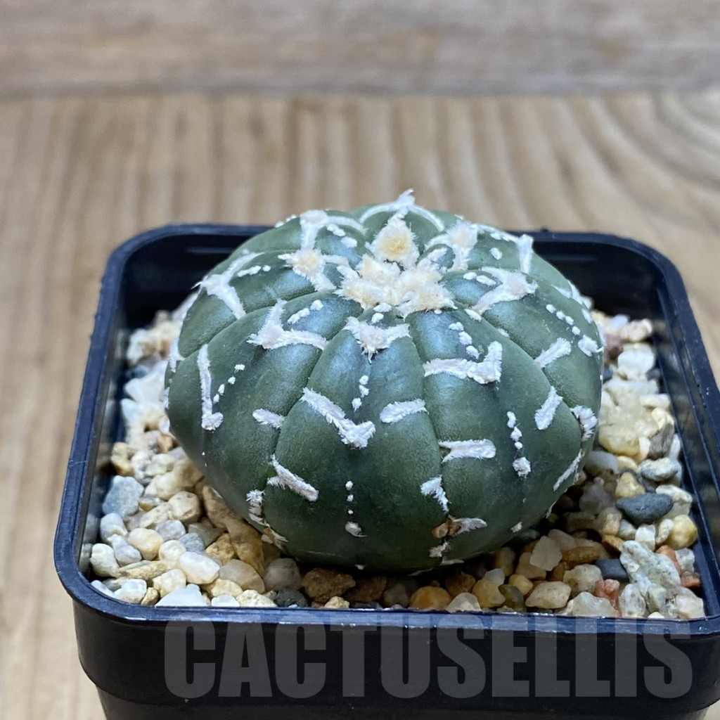 SH3748 Astrophytum asterias ‘Super Kabuto’ V-type f. nudum - Image 2