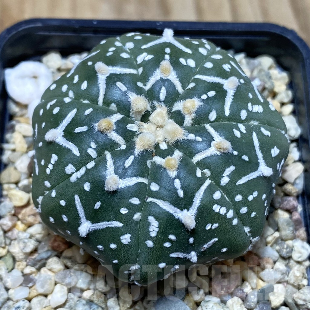 SH3751 Astrophytum asterias ‘Super Kabuto’ V-type f. nudum