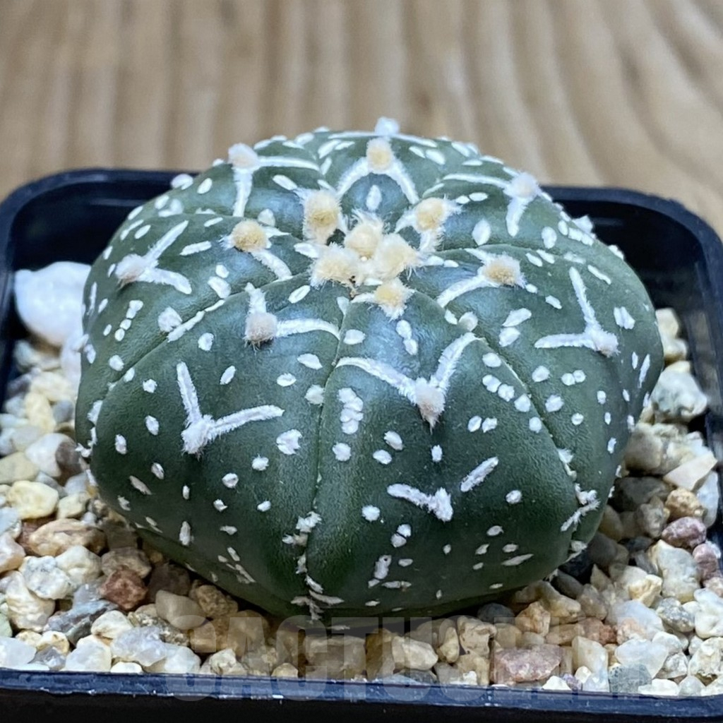 SH3751 Astrophytum asterias ‘Super Kabuto’ V-type f. nudum - Image 2