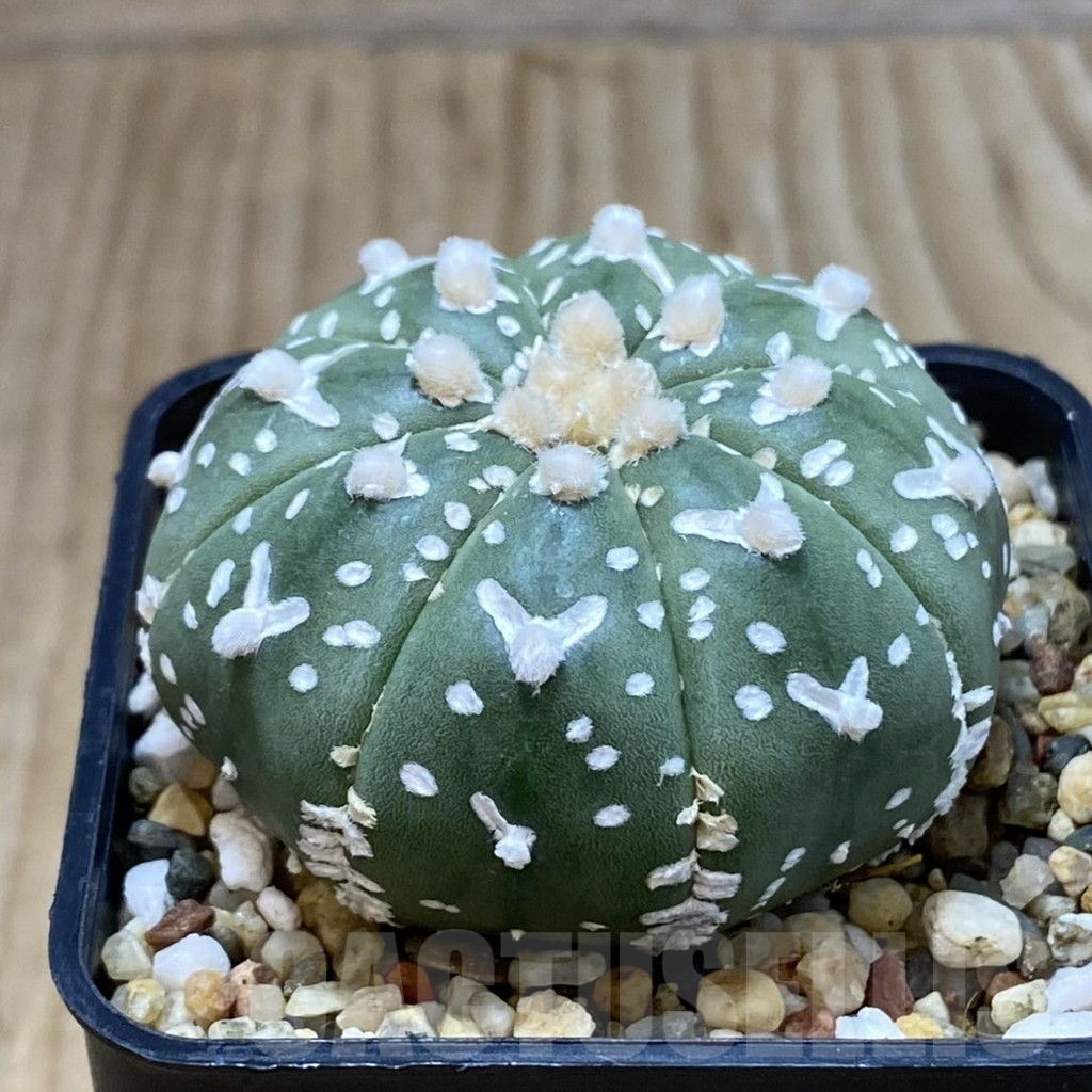 SH3752 Astrophytum asterias ‘Super Kabuto’ V-type f. nudum - Image 2