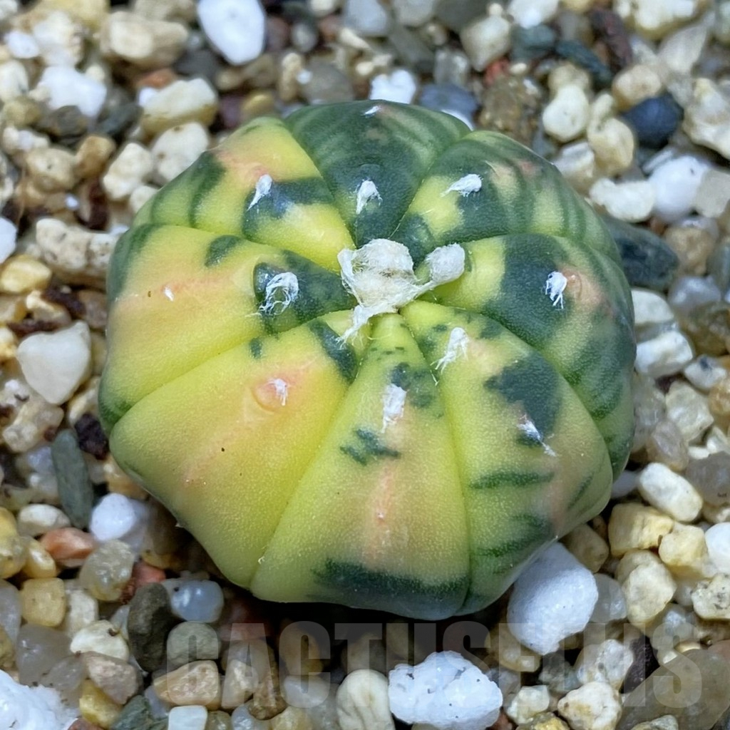SH3753 Astrophytum asterias f. variegata