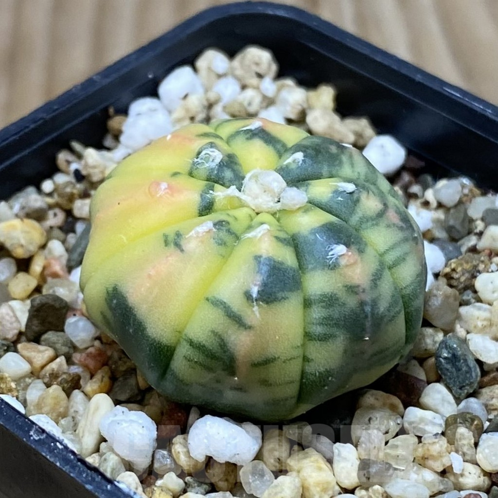 SH3753 Astrophytum asterias f. variegata - Image 2
