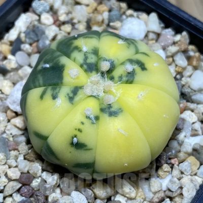 SH3756 Astrophytum asterias f. variegata