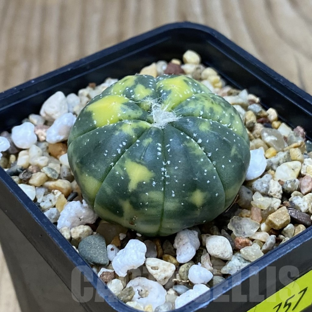 SH3757 Astrophytum asterias f. variegata - Image 2
