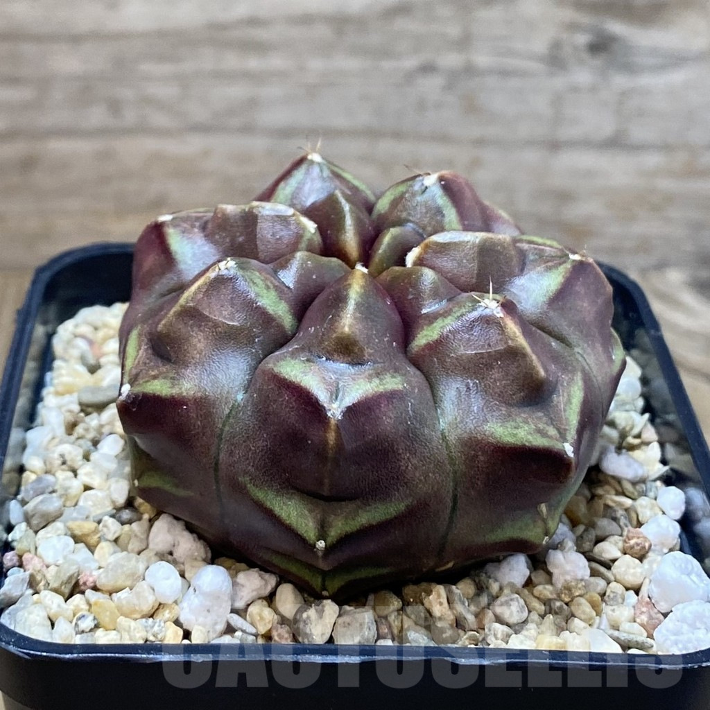 SH3761 Gymnocalycium mihanovichii ‘Day Dream’, seedling - Image 2