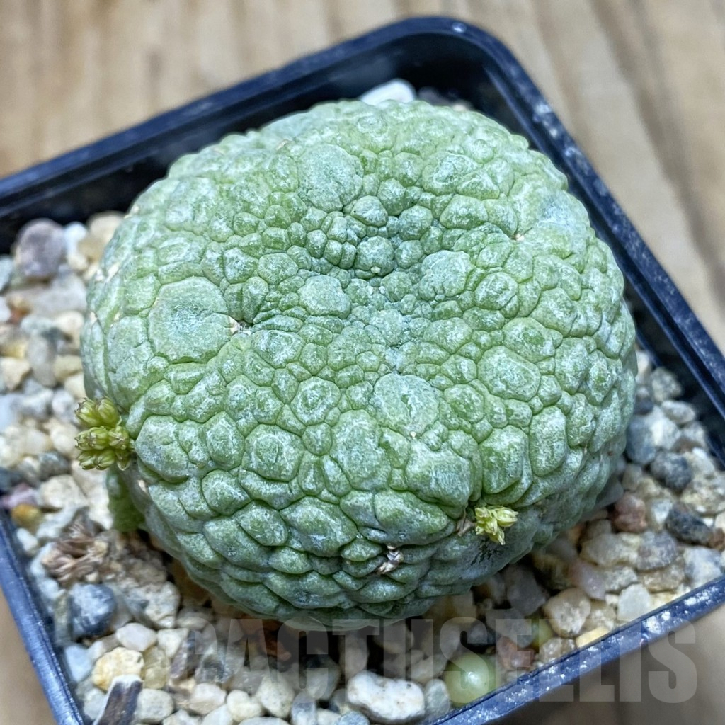 SH3828 Pseudolithos migiurtinus