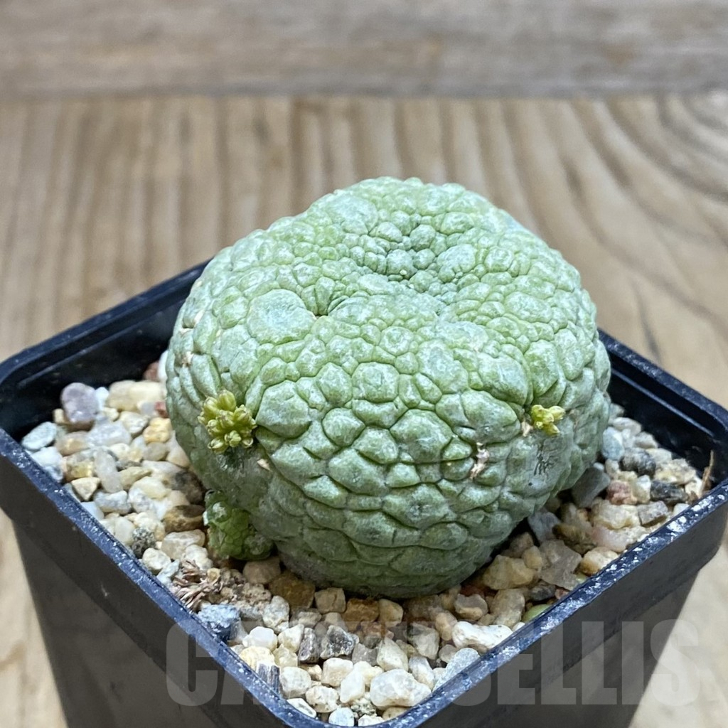 SH3828 Pseudolithos migiurtinus - Image 2