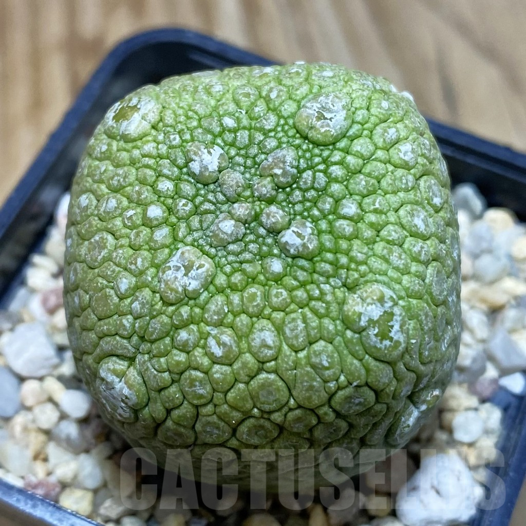 SH3829 Pseudolithos migiurtinus