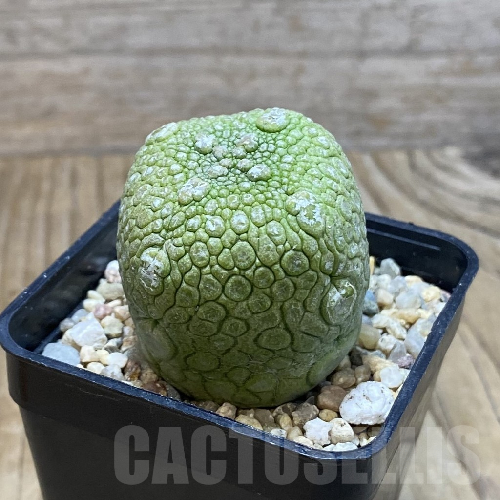 SH3829 Pseudolithos migiurtinus - Image 2