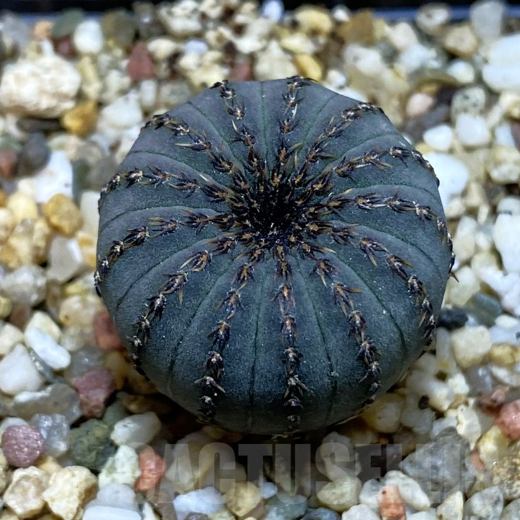 SH3835 Frailea asterioides
