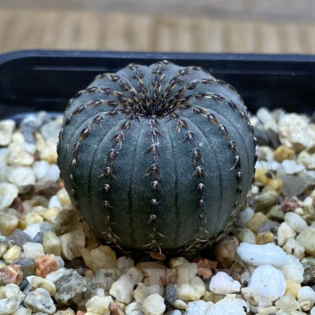 SH3835 Frailea asterioides - Image 2