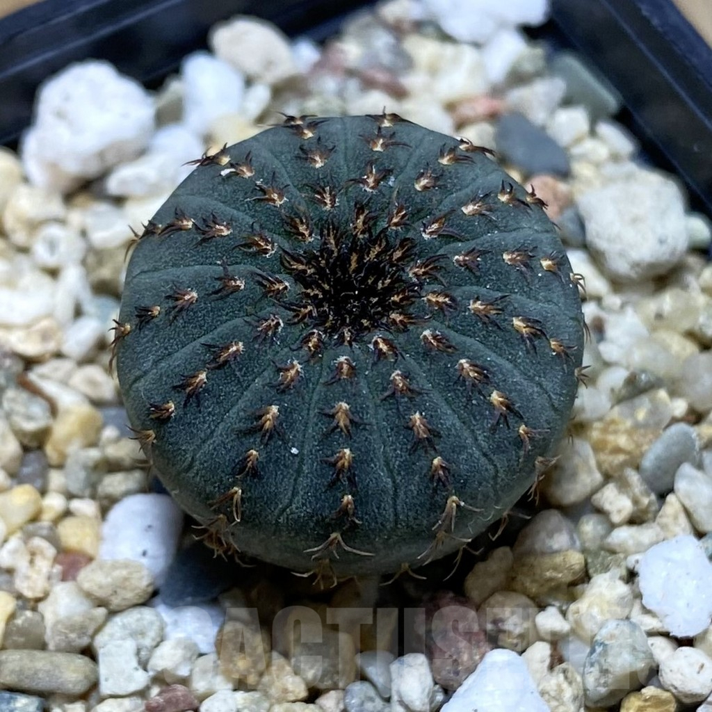 SH3836 Frailea asterioides