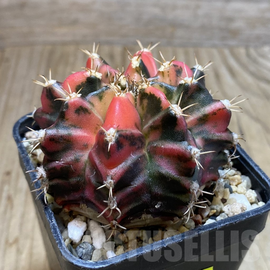 SH3840 Gymnocalycium mihanovichii f. variegata, seedling - Image 2