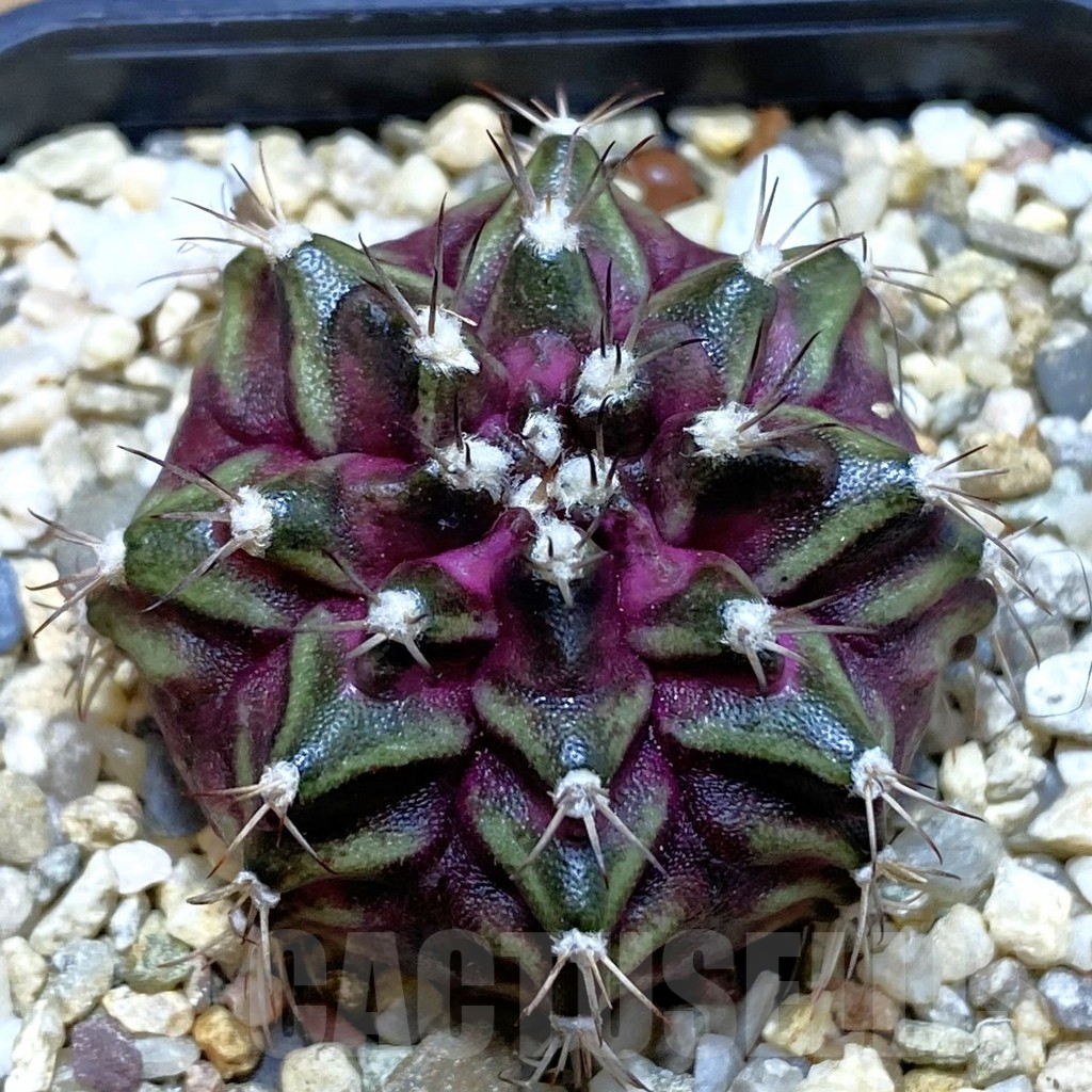 SH3846 Gymnocalycium mihanovichii ‘T-Lux’, seedling