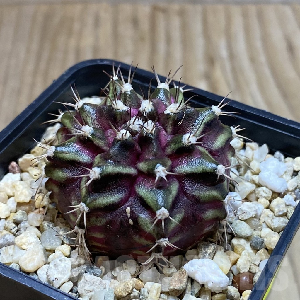 SH3846 Gymnocalycium mihanovichii ‘T-Lux’, seedling - Image 2