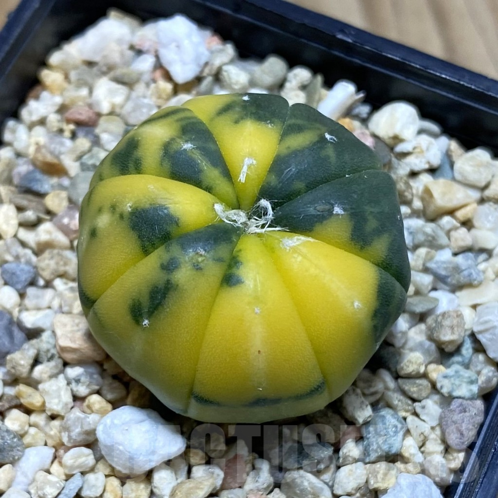 SH3855 Astrophytum asterias f. variegata