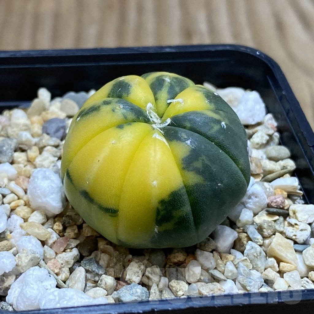 SH3855 Astrophytum asterias f. variegata - Image 2