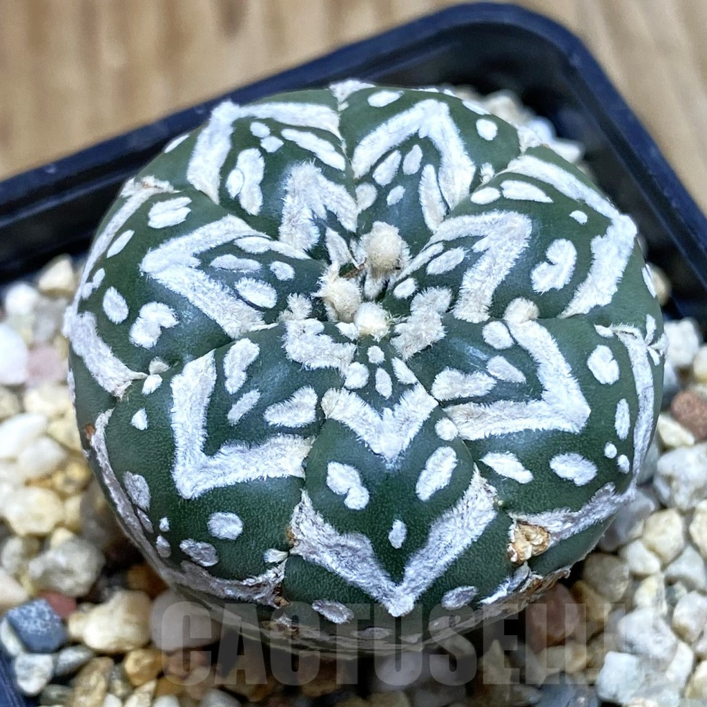 SH3858 Astrophytum asterias ‘Super Kabuto’ V-type f. nudum