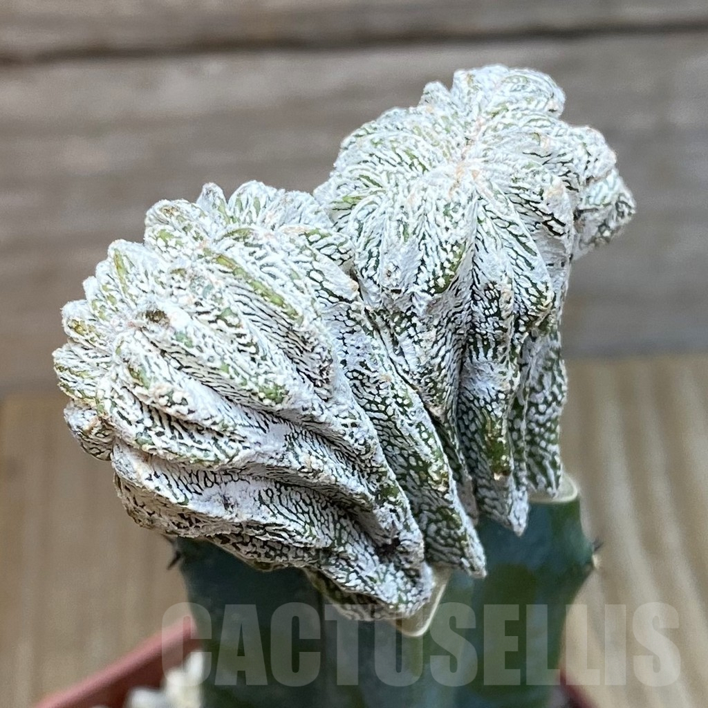 SH3793 Astrophytum myriostigma f. cristata, grafted - Image 2