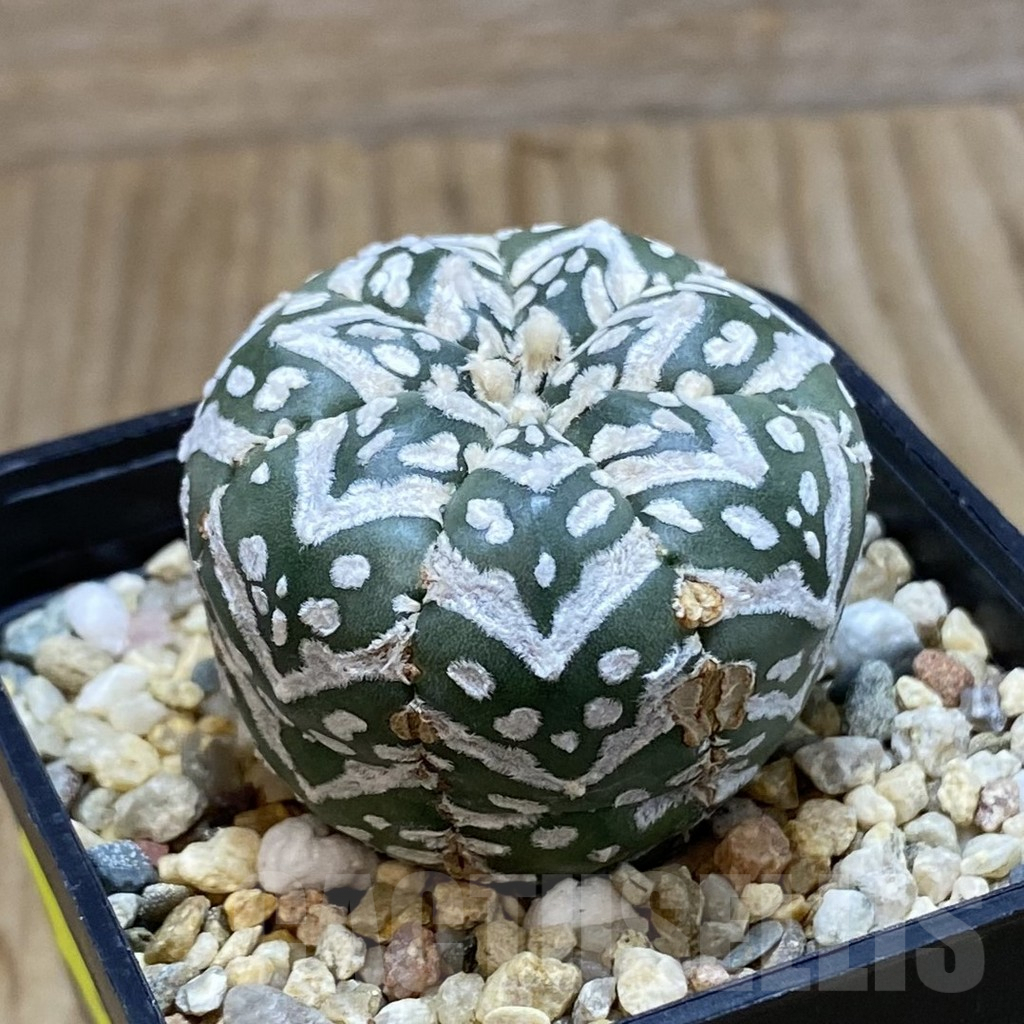 SH3858 Astrophytum asterias ‘Super Kabuto’ V-type f. nudum - Image 2