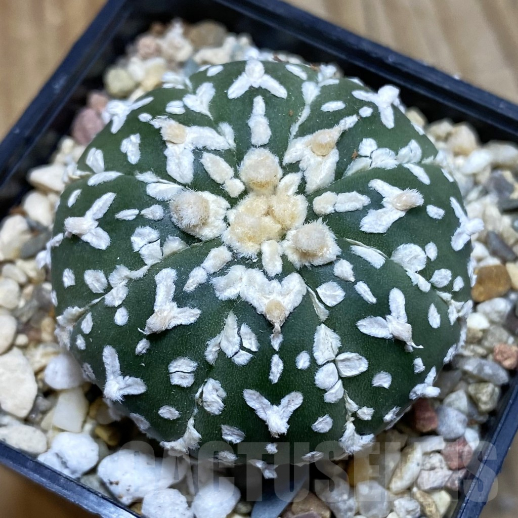 SH3859 Astrophytum asterias ‘Super Kabuto’ V-type f. nudum