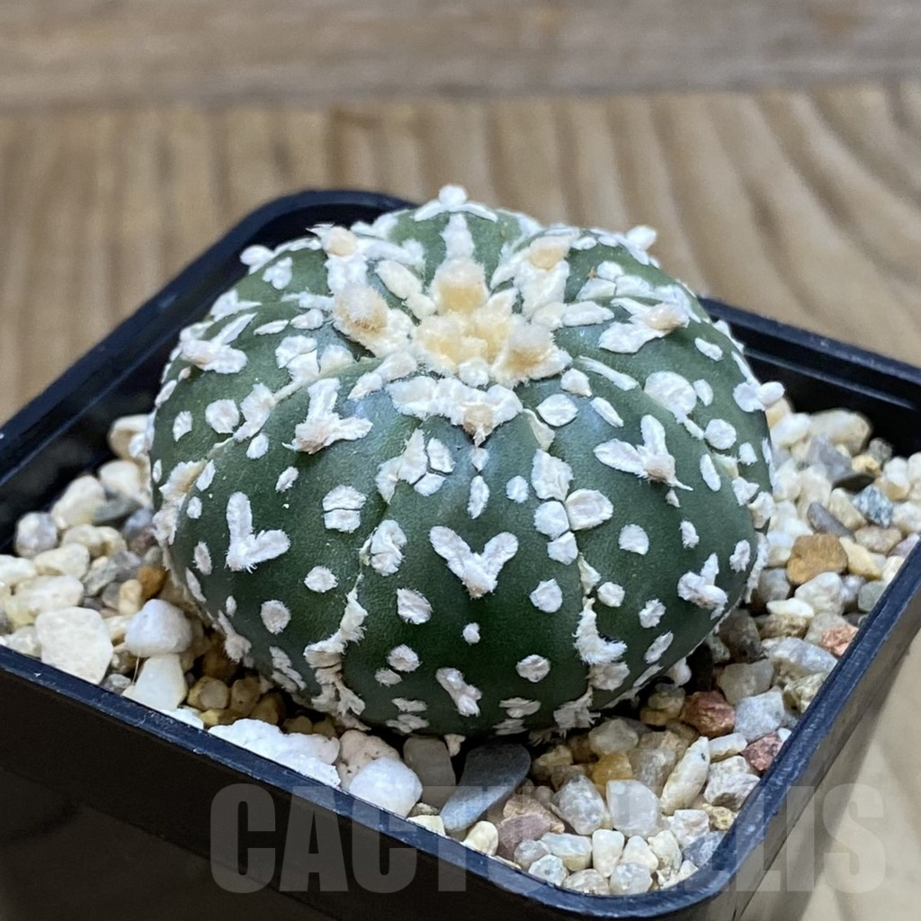 SH3859 Astrophytum asterias ‘Super Kabuto’ V-type f. nudum - Image 2
