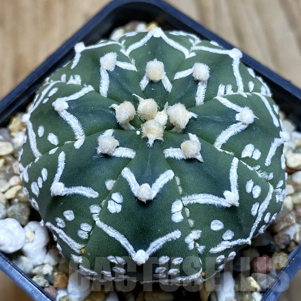 SH3860 Astrophytum asterias ‘Super Kabuto’ V-type f. nudum