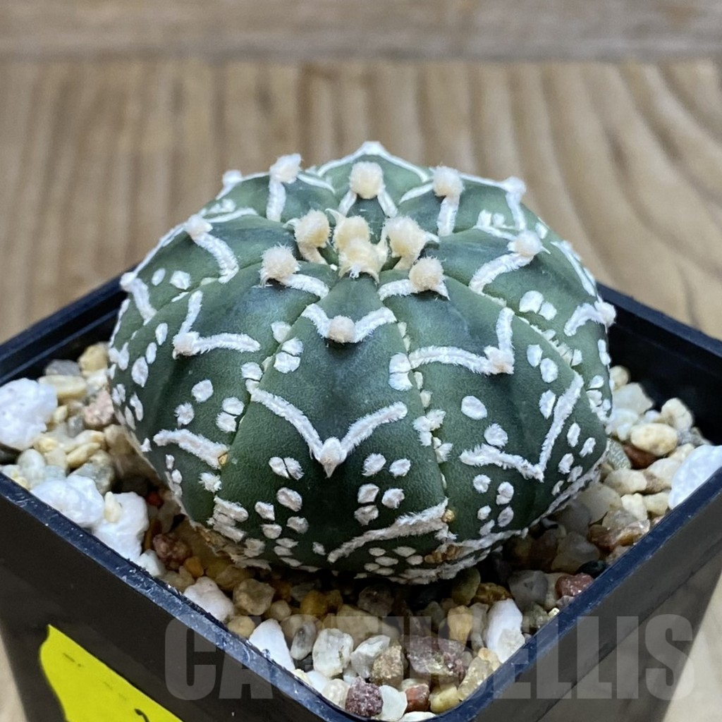 SH3860 Astrophytum asterias ‘Super Kabuto’ V-type f. nudum - Image 2