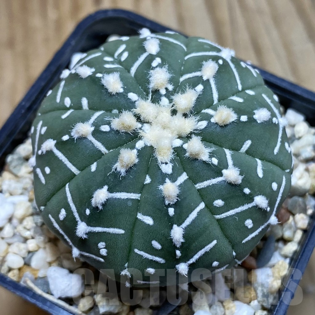 SH3861 Astrophytum asterias ‘Super Kabuto’ V-type f. nudum