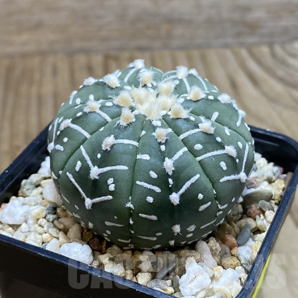 SH3861 Astrophytum asterias ‘Super Kabuto’ V-type f. nudum - Image 2