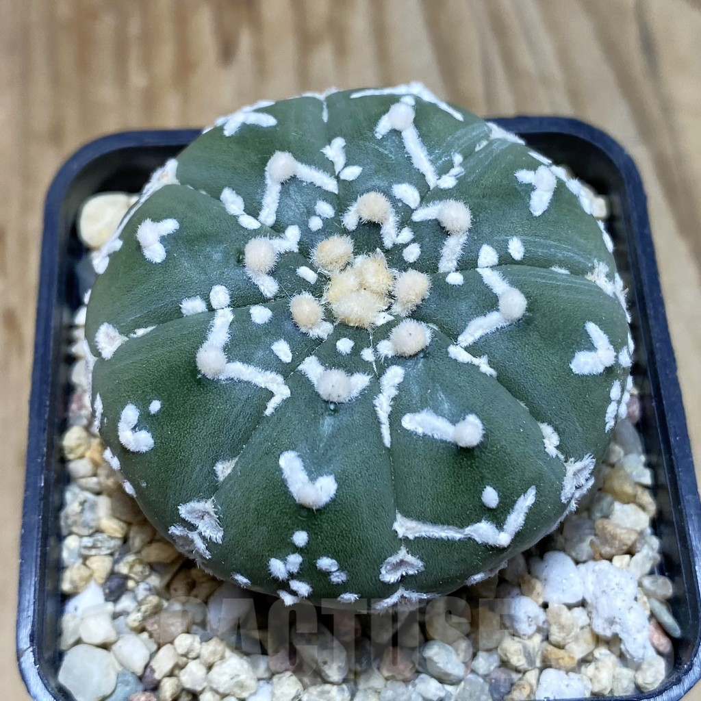 SH3862 Astrophytum asterias ‘Super Kabuto’ V-type f. nudum