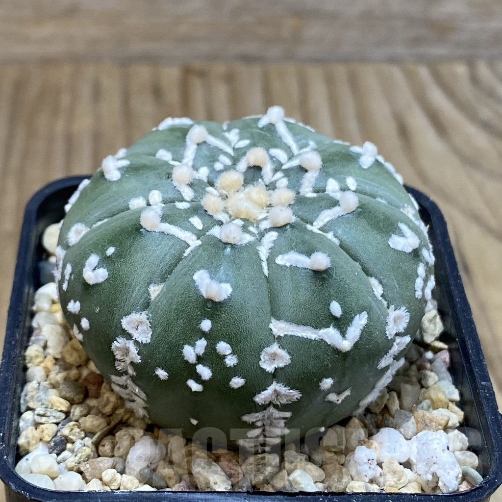 SH3862 Astrophytum asterias ‘Super Kabuto’ V-type f. nudum - Image 2
