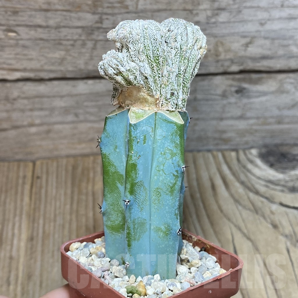 SH3793 Astrophytum myriostigma f. cristata, grafted - Image 3