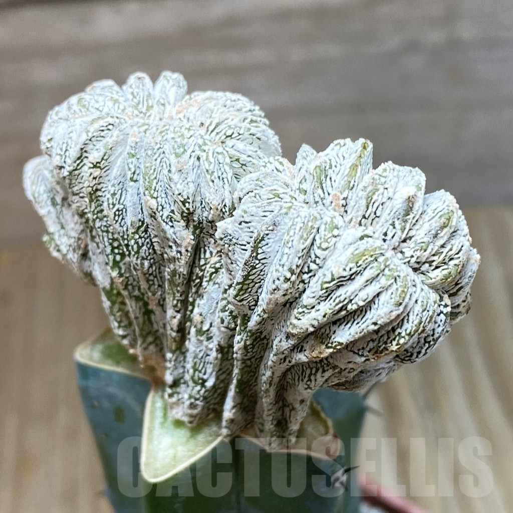 SH3793 Astrophytum myriostigma f. cristata, grafted