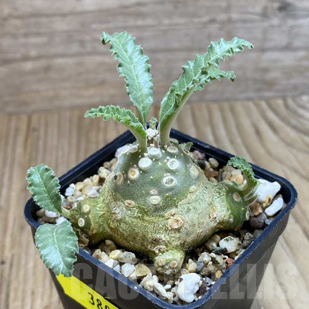 SH3805 Dorstenia lavrani - Image 2