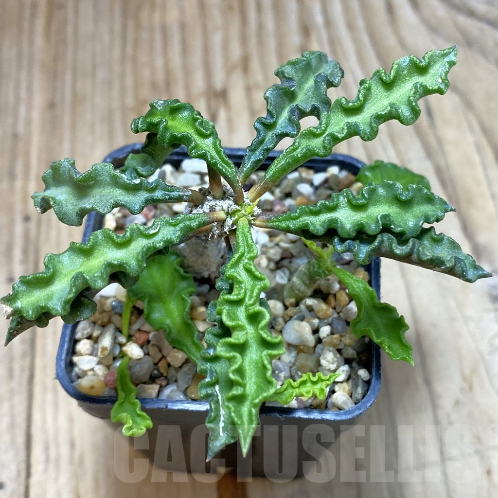 SH3794 Euphorbia decaryi v. spirosticha