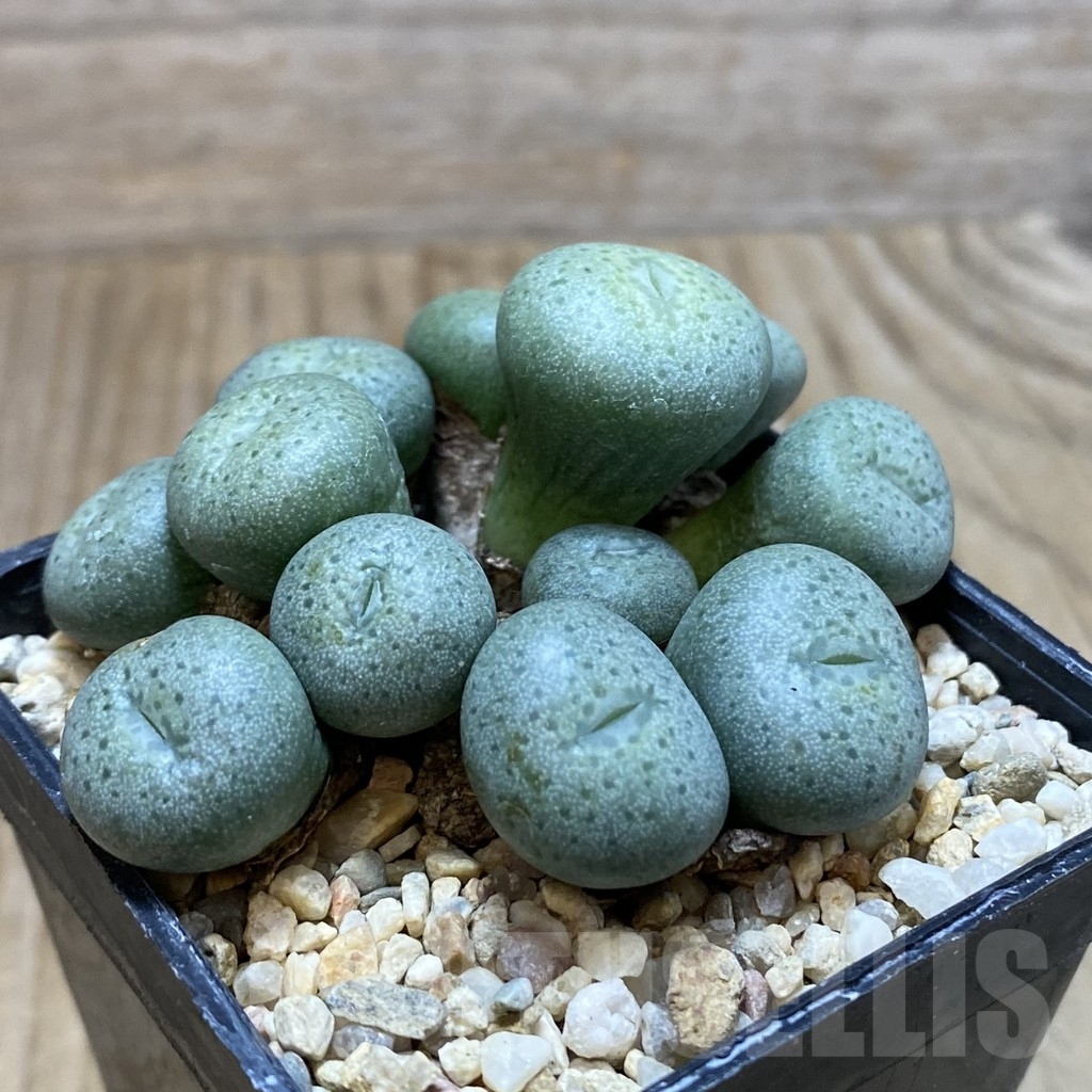 SH3810 Conophytum flavum - Image 2