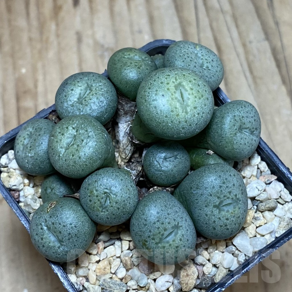 SH3810 Conophytum flavum - Image 3