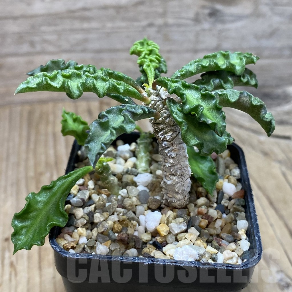 SH3794 Euphorbia decaryi v. spirosticha - Image 2